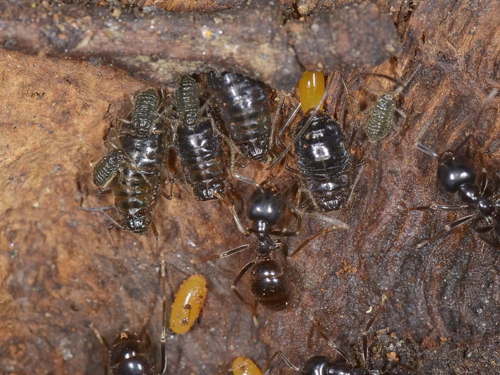 Stomaphis cfr quercus: fabbrica ad alta  riproduzione